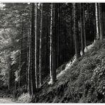 Frühe Lichtstimmung im Schwarzwald