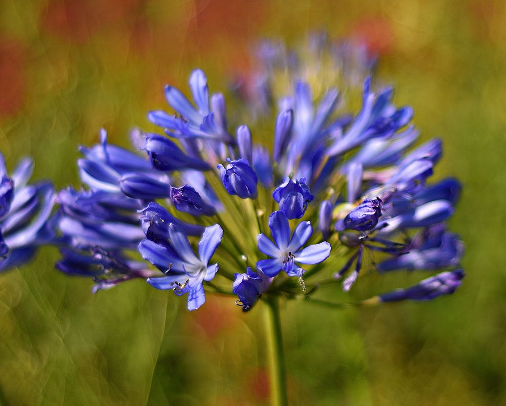 Frühe Liebesblume...