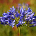 Frühe Liebesblume...