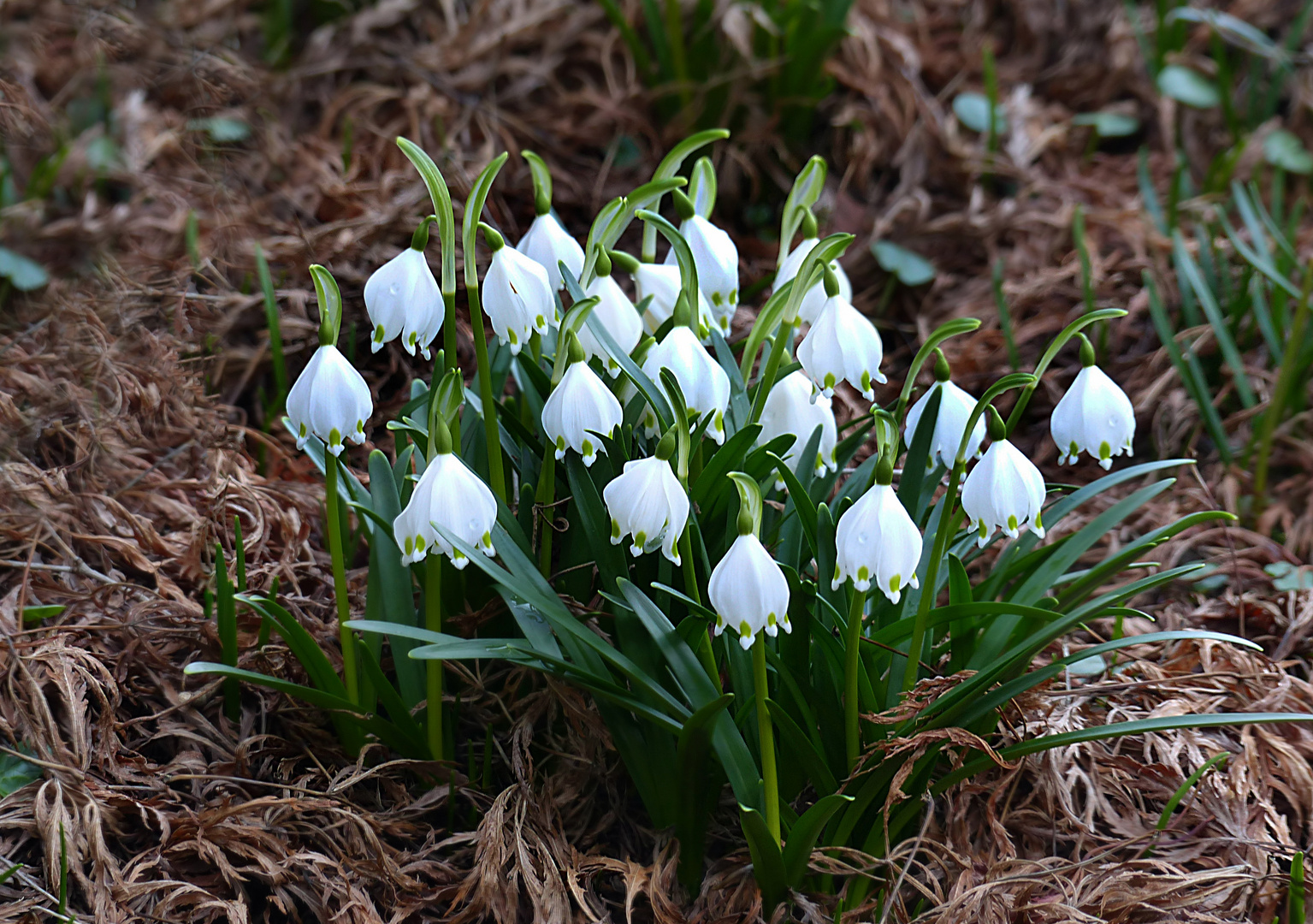 Frühe Märzenglöggli