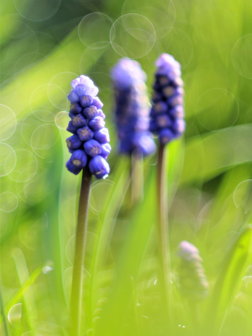 Frühe Muscari