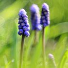 Frühe Muscari