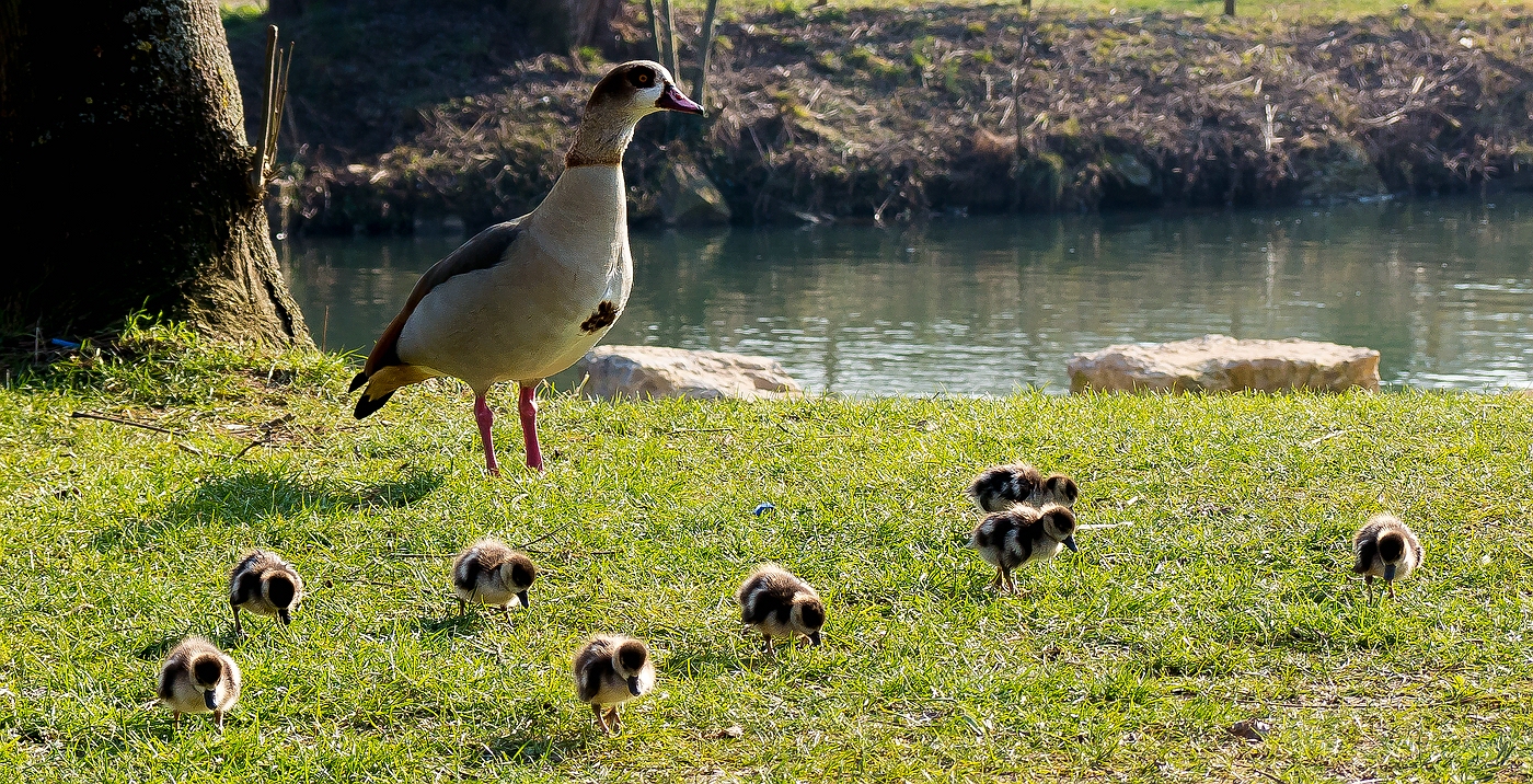 Frühe Nilgansküken-Überraschung heute