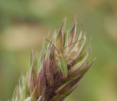 Frühe Nymphe der Großen Graswanze (Megaloceroea recticornis)