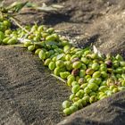 Frühe Olivenernte