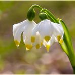 Frühe Ostern läuten sie ein... (Märzbecher) 