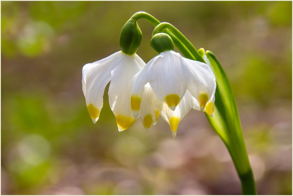 Frühe Ostern läuten sie ein... (Märzbecher) 