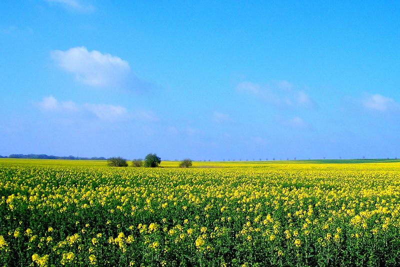 Frühe Rapsblüte