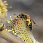 Frühe Sandbiene (Andrena praecox)