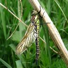 --- Frühe Schilfjäger (Brachytron pratense) --- 