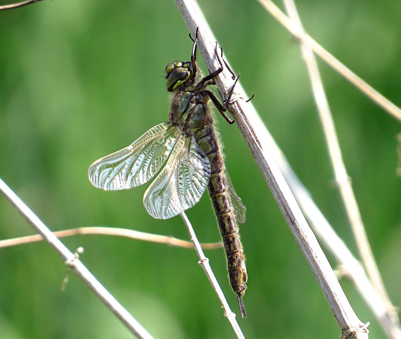 --- Frühe Schilfjäger (Brachytron pratense) --- 