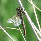 --- Frühe Schilfjäger (Brachytron pratense) --- 