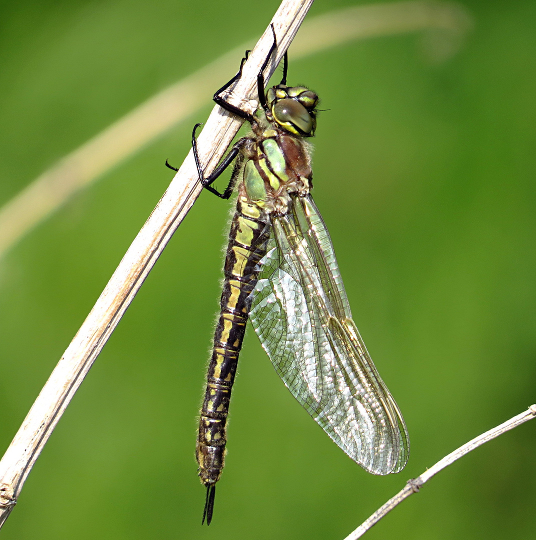 --- Frühe Schilfjäger (Brachytron pratense) ---