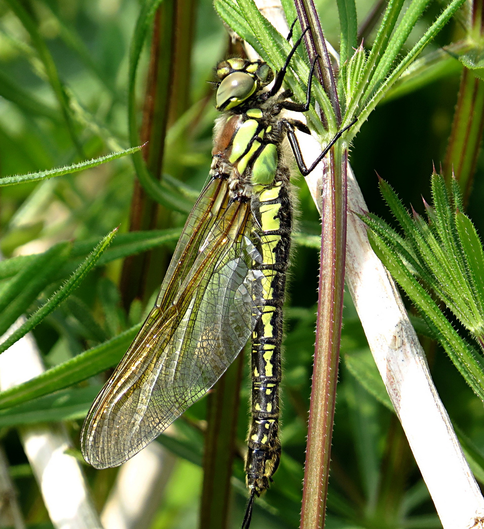 --- Frühe Schilfjäger (Brachytron pratense) --- 