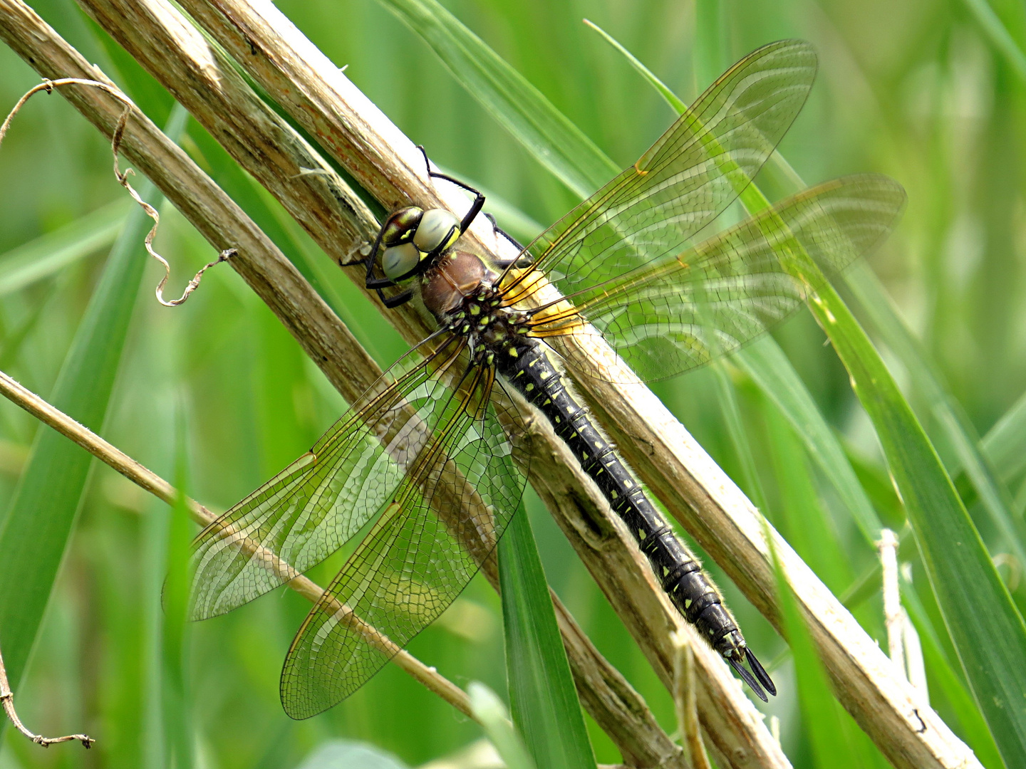 --- Frühe Schilfjäger (Brachytron pratense) --- 