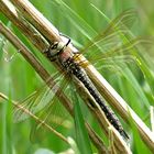 --- Frühe Schilfjäger (Brachytron pratense) --- 