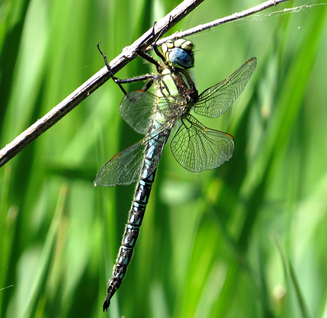 --- Frühe Schilfjäger (Brachytron pratense) --- 