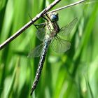 --- Frühe Schilfjäger (Brachytron pratense) --- 