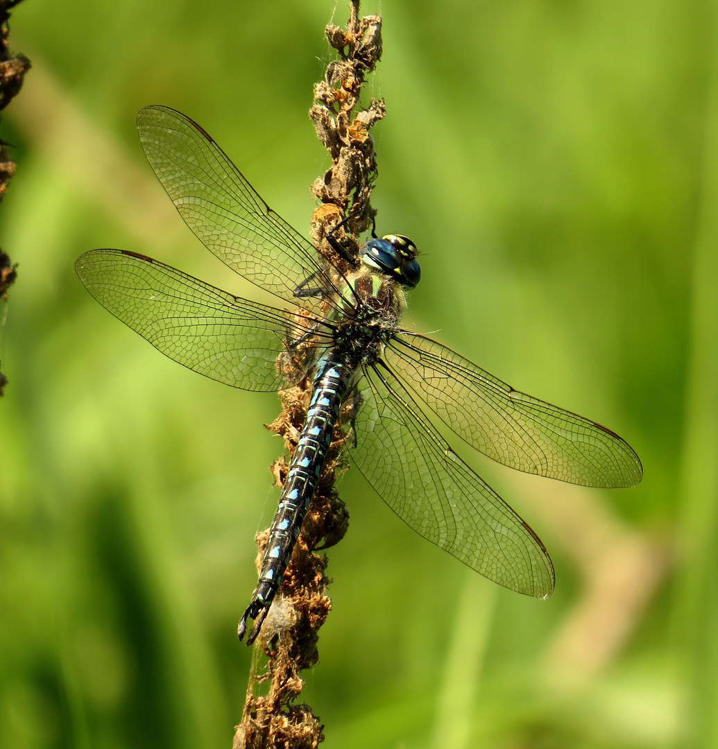  Frühe Schilfjäger (Brachytron pratense), Männchen