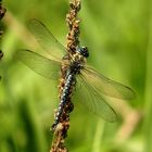  Frühe Schilfjäger (Brachytron pratense), Männchen