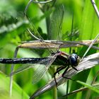 Frühe Schilfjäger (Brachytron pratense), Männchen