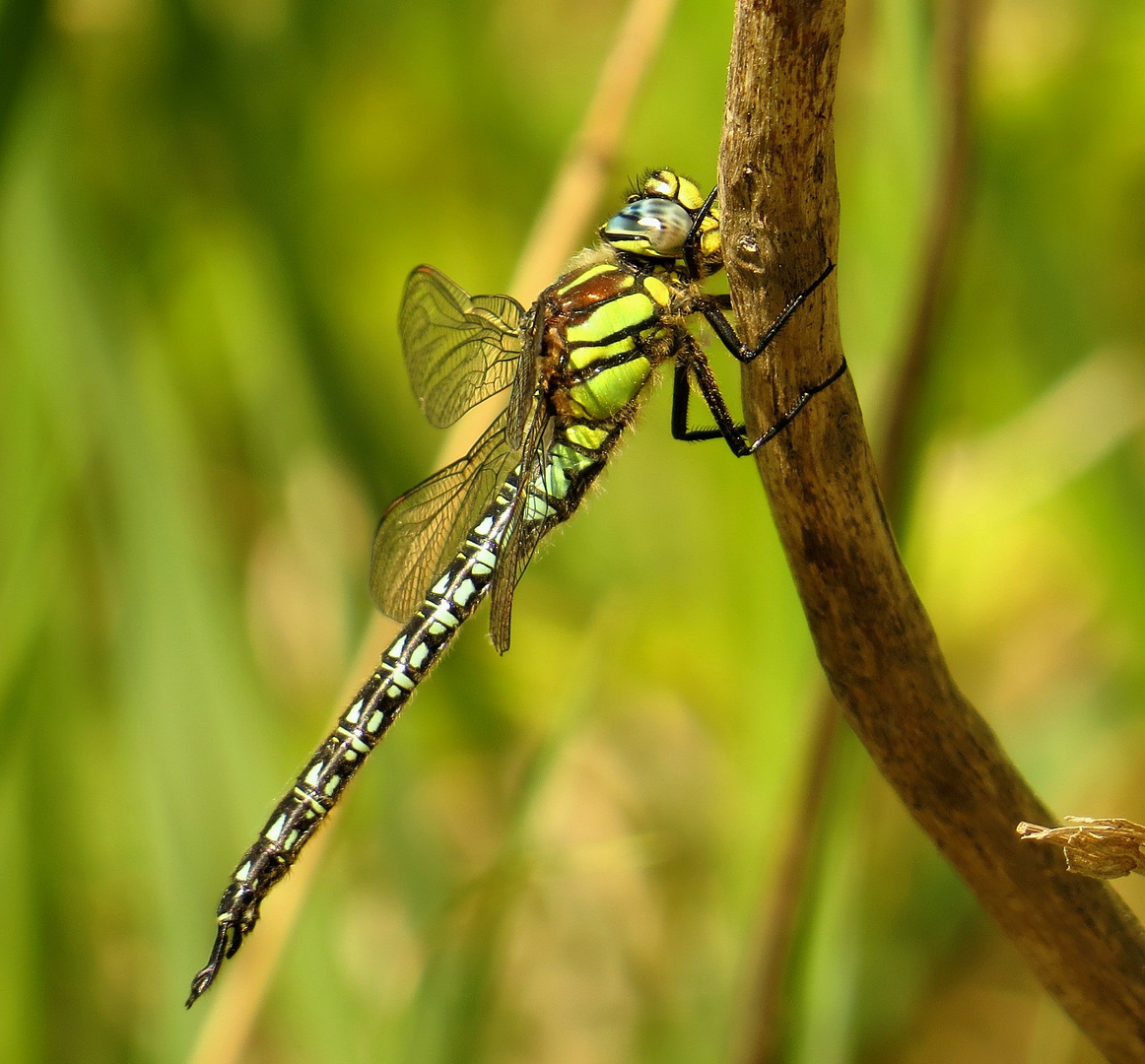  Frühe Schilfjäger (Brachytron pratense), Männchen