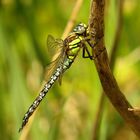  Frühe Schilfjäger (Brachytron pratense), Männchen