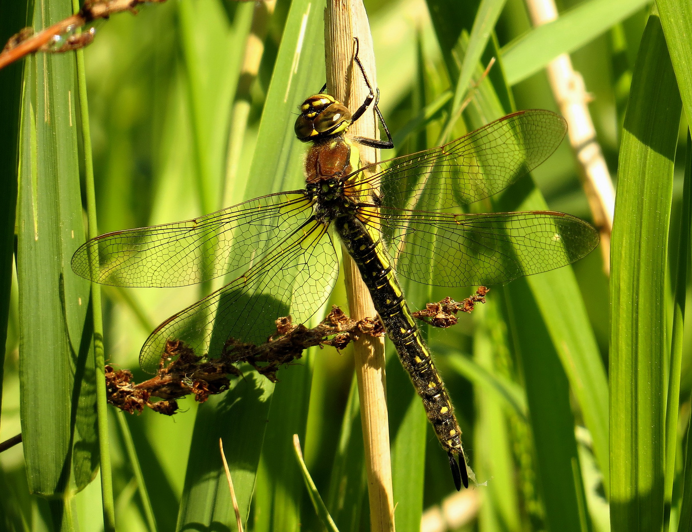 Frühe Schilfjäger, Kleine Mosaikjungfer (Brachytron pratense), Weibchen