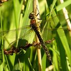 Frühe Schilfjäger, Kleine Mosaikjungfer (Brachytron pratense), Weibchen