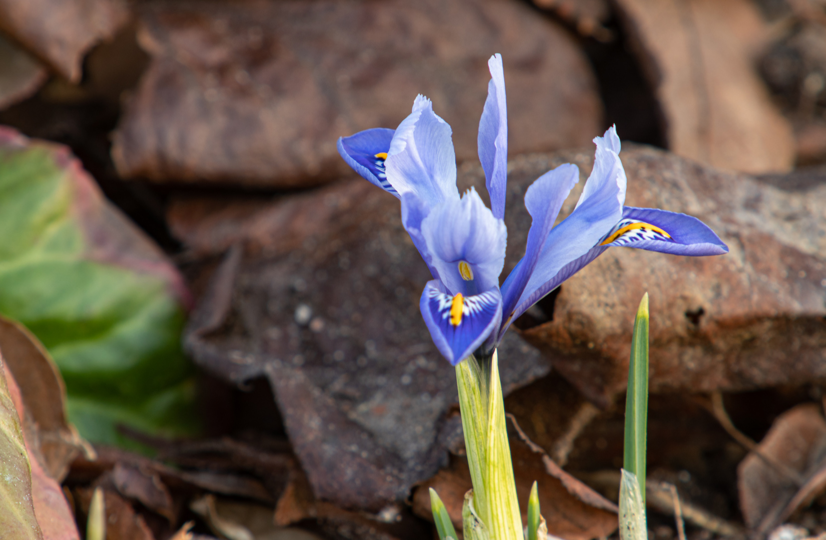 Frühe Schwertlilie