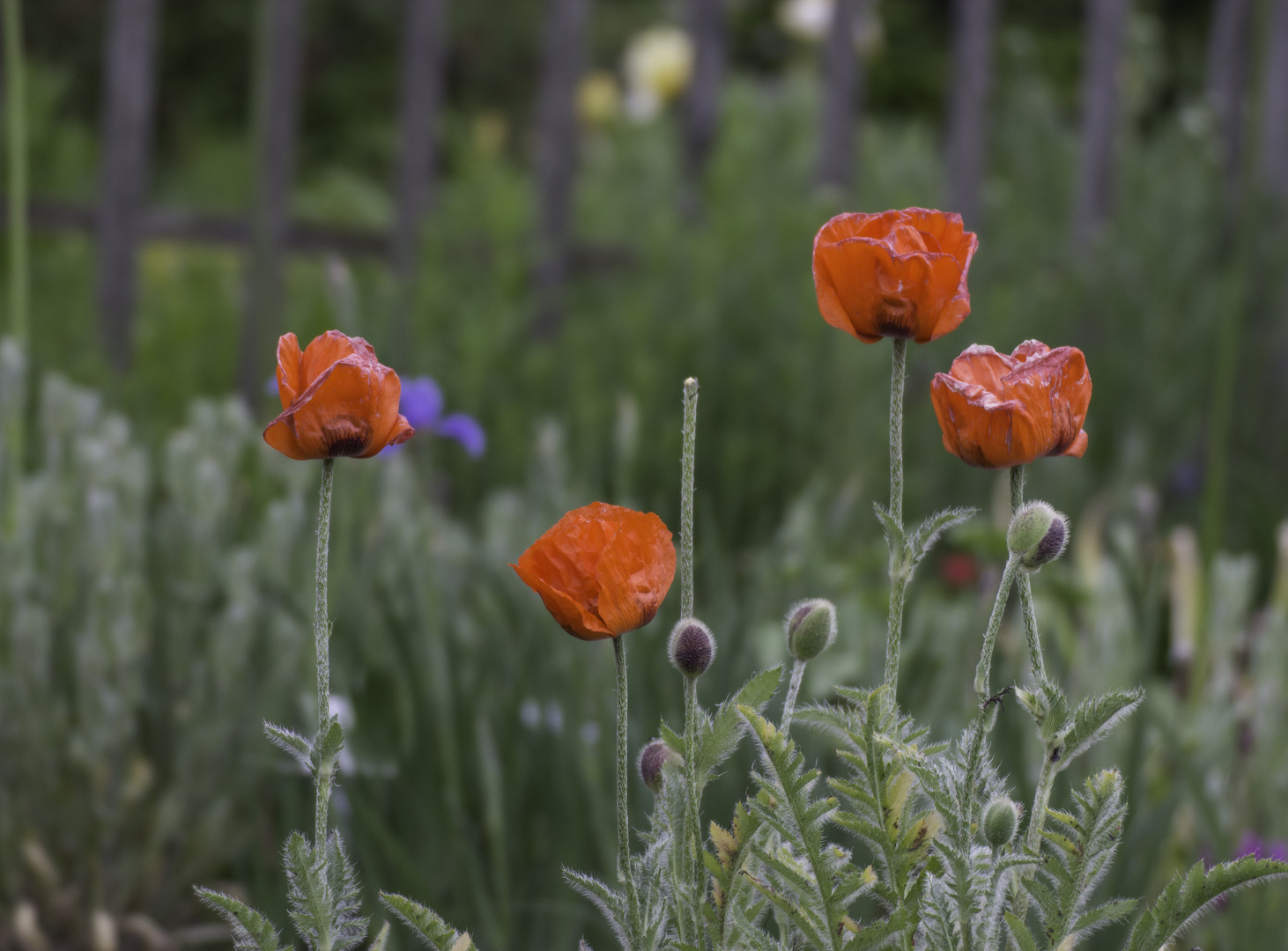 frühe Sommerwiese im Britzer Garten