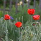 frühe Sommerwiese im Britzer Garten