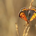 Frühe Sonnenstrahlen