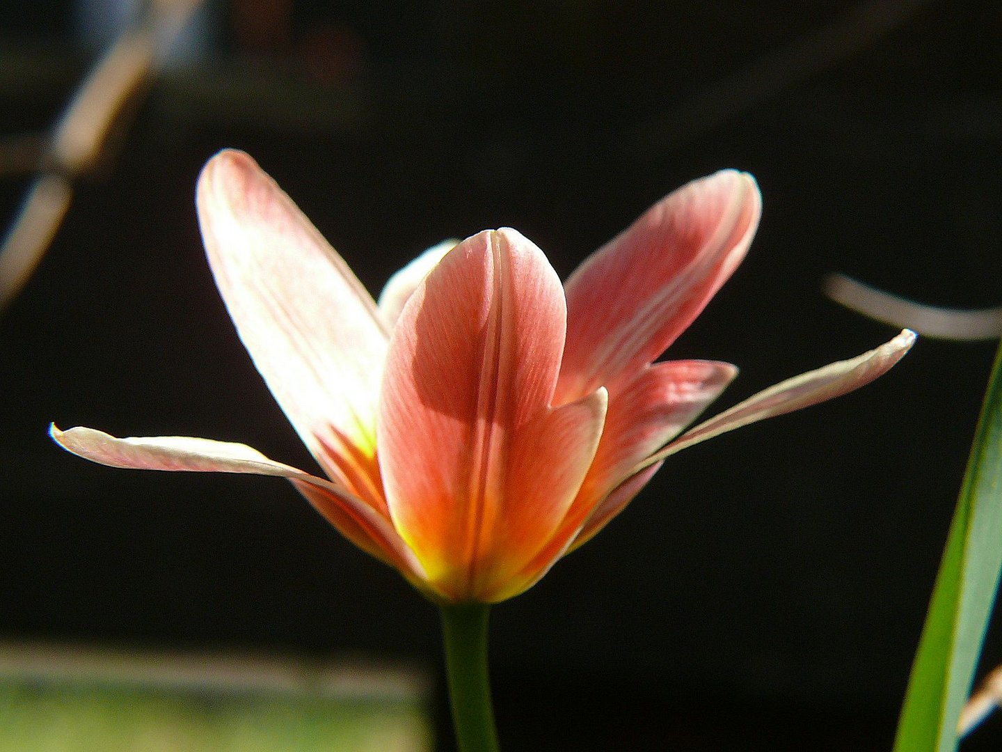 Frühe Tulpe