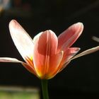 Frühe Tulpe