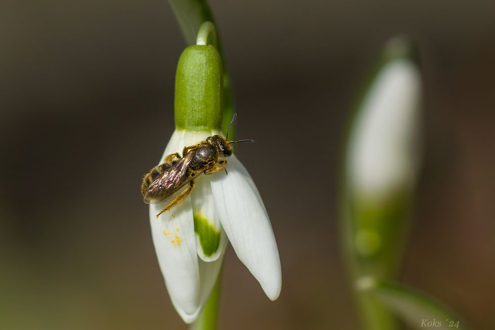 Frühe Wildbiene