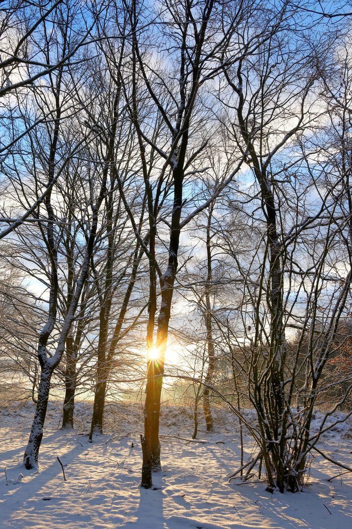 frühe Winter-Sonne