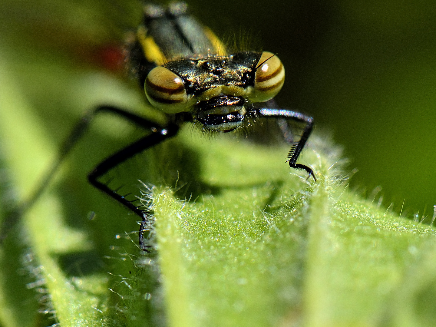 Frühen Adonislibelle (Pyrrhosoma nymphula), Portrait