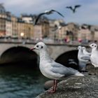 Früher Abend an der Seine