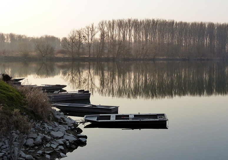 früher Abend in den Rheinauen