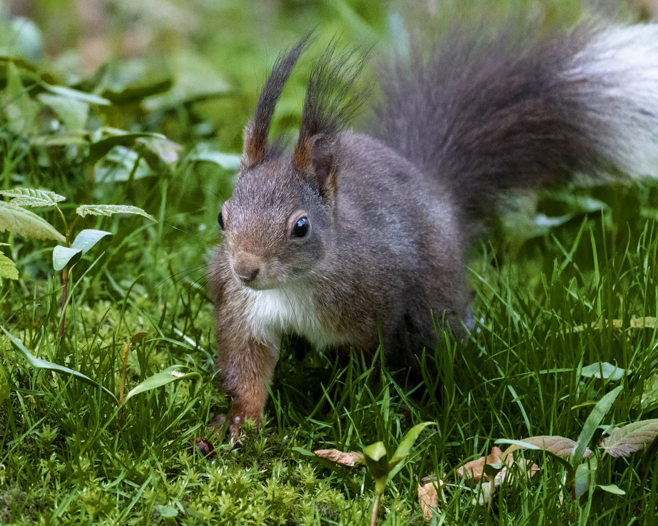 früher Besuch