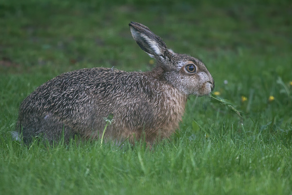 früher Besuch am Morgen