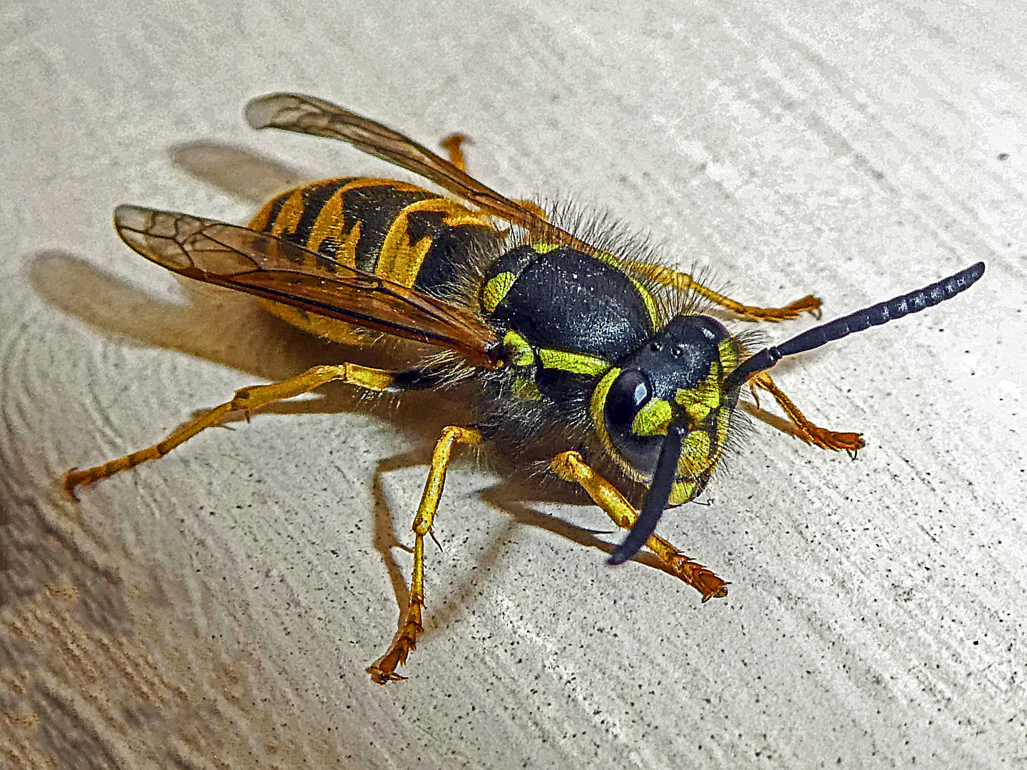 FRÜHER BESUCH....