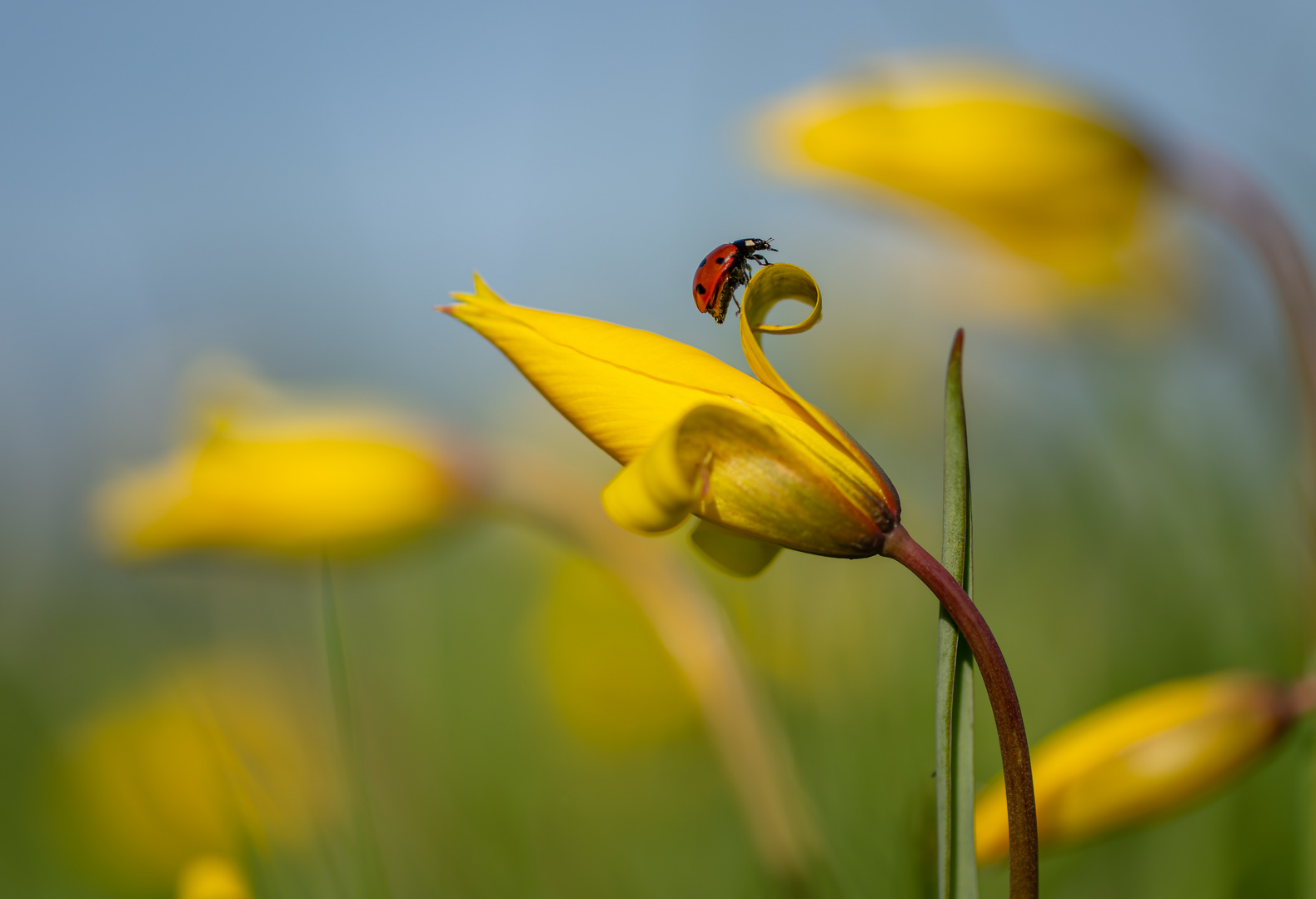 Früher Besuch