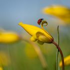 Früher Besuch