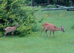 Früher Besuch in meinem Garten...2