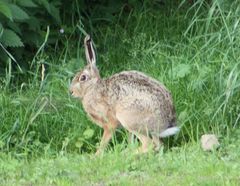 Früher Besucher in unserem Garten.