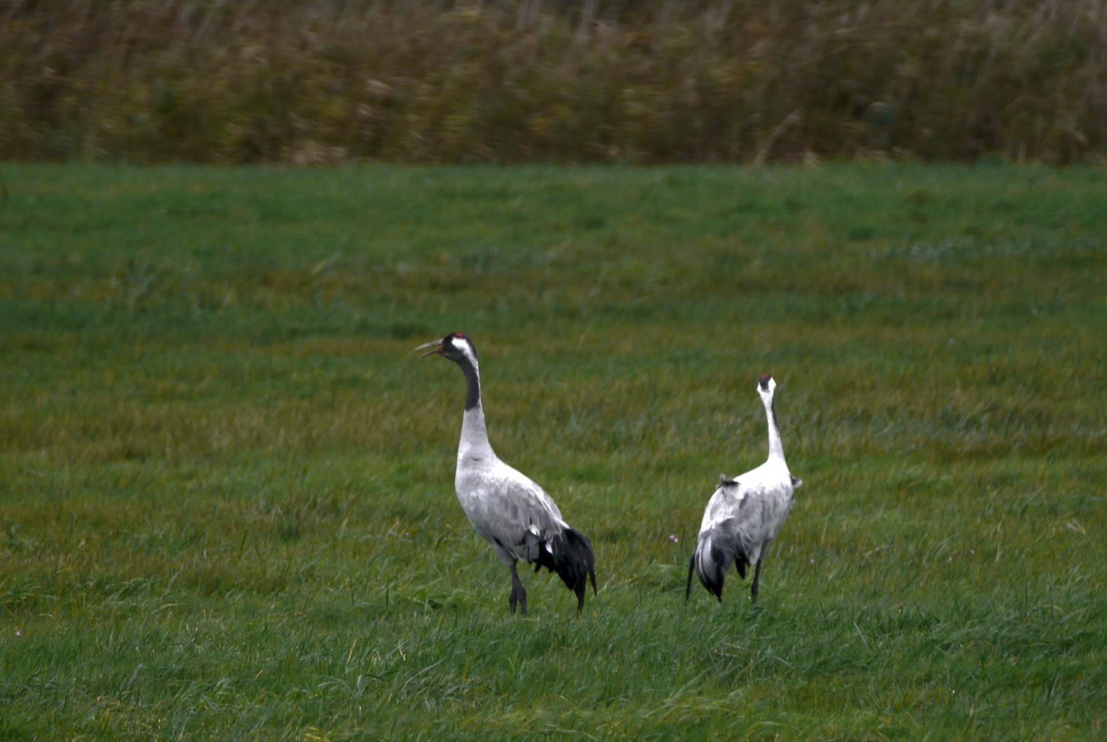 Früher Die typischen Zugvögel... Foto & Bild natur, herbst, vögel