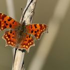 Früher Falter beim Sonne tanken