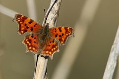 Früher Falter beim Sonne tanken